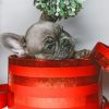 Gray Puppy In Red Box painting by numbers