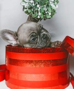 Gray Puppy In Red Box painting by numbers