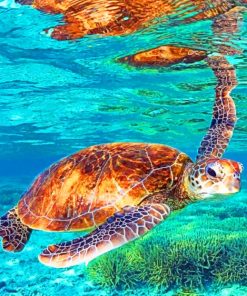 Sea turtles painting by numbers