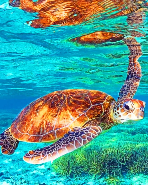 Sea turtle Seascape Paint By Numbers - Canvas Paint by numbers