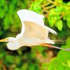 Great Egret Bird paint by numbers