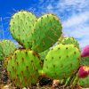 Green Cactus painting by numbers