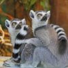 Two Lemurs painting by numbers