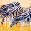 Herd Of Zebras Drinking paint by numbers