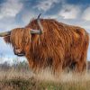 Hairy Highland Bull paint by numbers