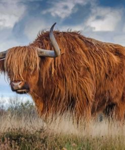 Hairy Highland Bull paint by numbers