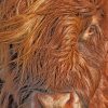 Highland Cow Face painting by numbers