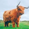Hairy Highland Cow paint by numbers