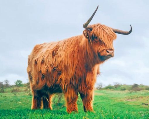 Hairy Highland Cow paint by numbers
