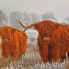 Highland Cows In The Snow paiint by numbers