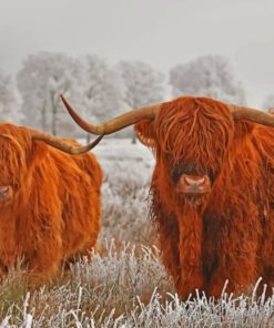 Highland Cows In The Snow paiint by numbers