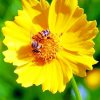 Honey Bee On Yellow Flower paint by numbers