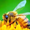 Honey Bee On Orange Flower paint by numbers