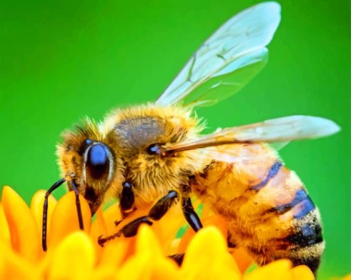 Honey Bee On Orange Flower paint by numbers
