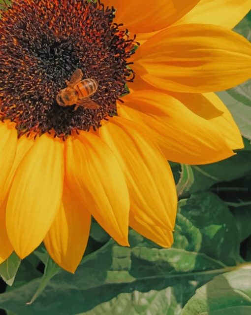 Honey Bee Perched On Yellow Sunflower painting by numbers