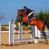 Horse Jumping A Fence paint by numbers