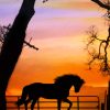 Horse Silhouette Sunset paint by numbers