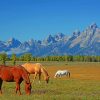 Horses In Wyoming USA paint by numbers
