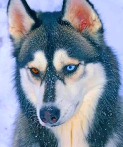 Husky Different Eye Colors painting by numbers