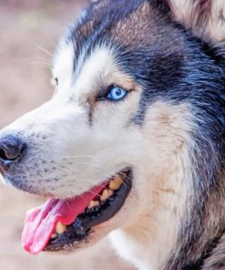 Blue Eyed Husky paint by numbers