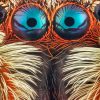 Jumping Spider Eyes Close Up painting by numbers