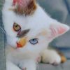 Kitten With Blue Eyes painting by numbers