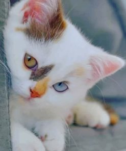 Kitten With Blue Eyes painting by numbers