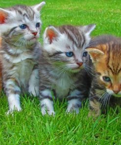Young Blue Eyed Kittens paint by numbers