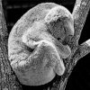 Koala Bear Sleeping painting by numbers