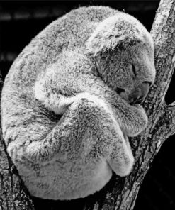 Koala Bear Sleeping painting by numbers