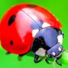 Lady Bug Closeup paint by numbers