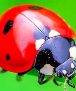 Lady Bug Closeup paint by numbers