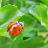 Lady Bug On A Leaf paint by numbers