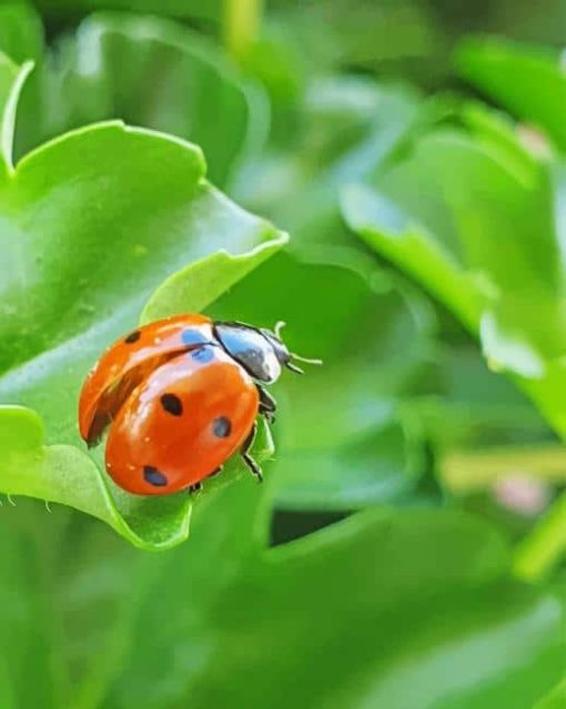 Lady Bug On A Leaf paint by numbers