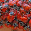 A Swarm Of Lady Bugs paint by numbers