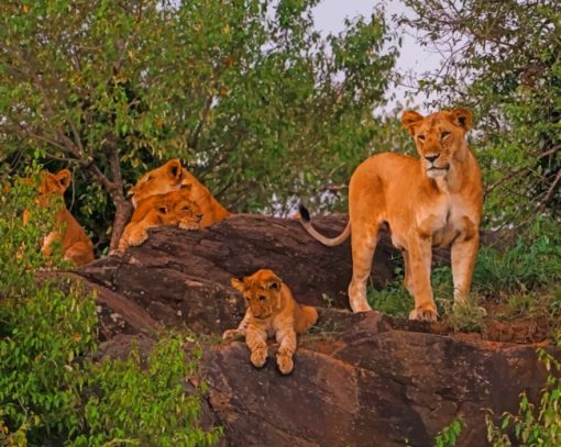 Lion's Family On Tree painting by numbers