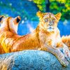 Two Lionesses On A Rock paint by numbers