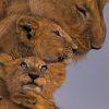 Lion's Family painting by numbers