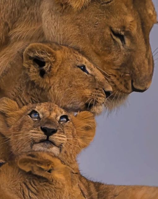Lion's Family painting by numbers