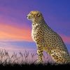 Cheetah Sitting Alone paint by numbers