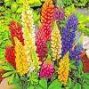 Lupin Plants paint by numbers