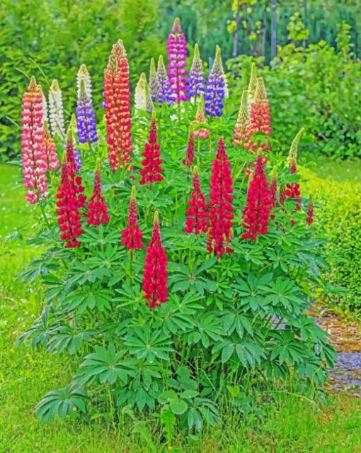 Lupine Flowers paint by numbers