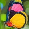 Lycaenid Butterfly paint by numbers