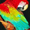 Macaw Bird paint by numbers