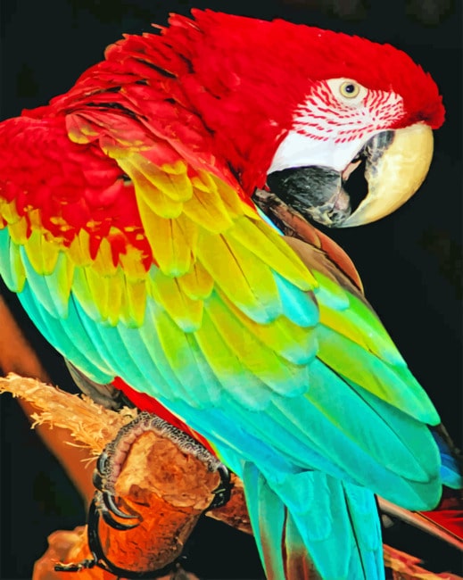Macaw Bird paint by numbers