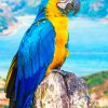 Macaw With Blue And Yellow Feathers paint by numbers