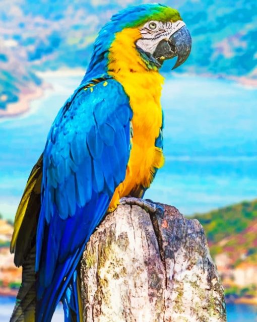 Macaw With Blue And Yellow Feathers paint by numbers
