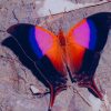 Marpesia Iole Butterfly paint by numbers
