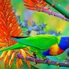 Multi Colors Parrot paint by numbers