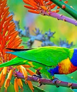 Multi Colors Parrot paint by numbers